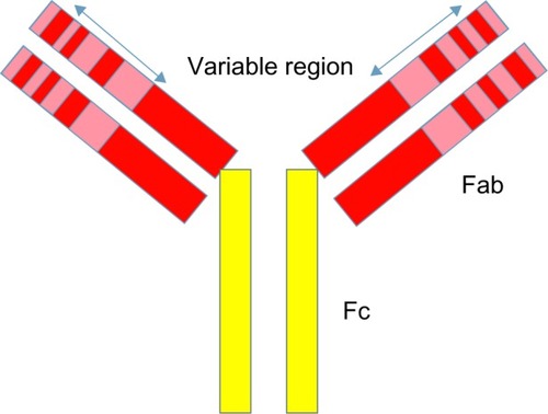 Figure 1 Antibody structure. Each chain is divided into regions or domains.
