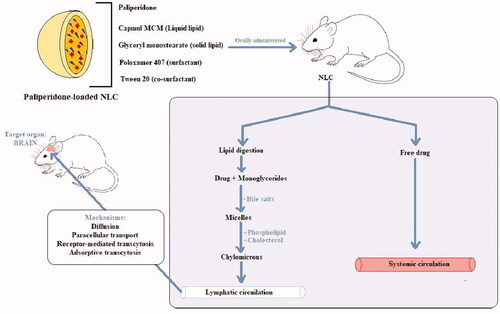 Figure 3. Mechanism of NLC-mediated drug delivery to the brain via the oral route.