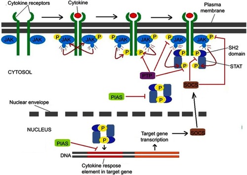 Figure 1 The negative regulators of JAK-STAT signaling. Binding of the ligand to cytokine receptor induces receptor dimerization and activation of receptor associated JAK kinase, which in turn phosphorylates STAT proteins. After forming a homodimer, STAT proteins translocate to the nucleus to control gene expression. Negative regulation of the JAK-STAT pathway is provided by PTPs, SOCS and PIAS proteins.