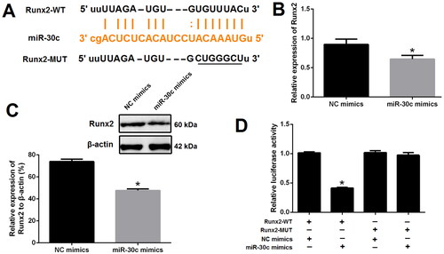 Figure 5. Runx2 is a direct target of miR-30c. (A) miR-30c putative target site in the 3’-untranslated region of Runx2 as predicted by the ENCORI platform; (B and C) qRT-PCR and western blot showed that Runx2 expression was decreased after miR-30c mimics transfection; (D) dual-luciferase reporter assay indicated that miR-30c mimics could significantly reduce the luciferase activity of cells transfected with Runx2-WT. MALAT1: metastasis-associated lung adenocarcinoma transcript 1; Runx2: runt-related transcription factor 2; qRT-PCR: quantitative reverse transcription PCR. N = 3. At least two independent experiments were performed. *p < 0.05 vs. NC groups or cells cotransfected with Runx2-WT and NC mimics.