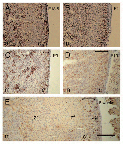 Figure 6 Locations of proliferating cells in female adrenal glands at different stages of development. Immunohistochemical staining for Ki67 nuclear antigen (brown nuclear staining) at (A) E18.5, (B) P1, (C) P3, (D) P10 and (E) 8 weeks. Scale bar = 100 µm (A–E are at the same magnification). Staining in the adrenal cortex is primarily in the outer cortex at all stages but more tightly subcapsular at E18.5-P3, while staining in the medulla at E18.5, P1 and P3 is somewhat patchy, as described in the text. Results for Ki67 immunohistochemistry were similar for males and females at each stage studied, so only results for females are illustrated. c, cortex; m, medulla; zf, zona fasciculata; zg, zona glomerulosa; zr, zona reticularis. The square bracket at the top right of each photograph shows the extent of the major Ki67-positive region in the outer cortex at each stage. Brown nuclear staining appears dark in greyscale prints of the figure.