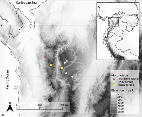 Figure 1. Occurrence of Gaiadendron punctatum sampled populations for haplotype analysis from northwestern Colombia