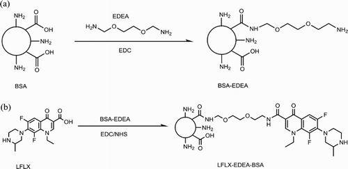 Figure 1. The schematic diagram of (a) BSA cationization and (b) immunogen synthesis.