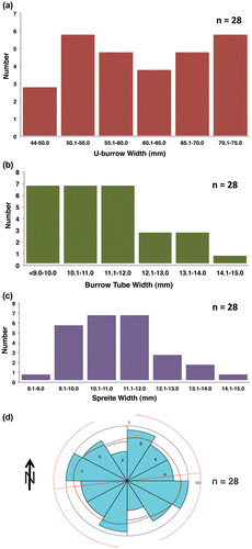 Figure 6. Histograms and rose diagram of quantitative data for Diplocraterion at McFall Ledge site. (a) U-burrow widths; (b) burrow-tube widths; (c) spreiten widths; (d) orientations.