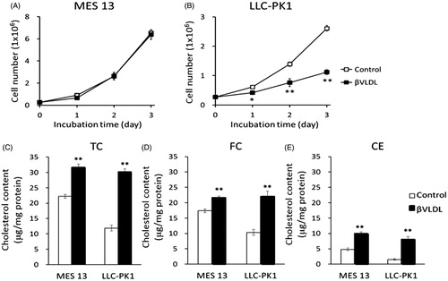 Figure 3. Effect of βVLDL on cellular proliferation and cholesterol accumulation. Cells were incubated with or without 0.2 mg TC/mL βVLDL for the indicated number of days. The cell number was counted. (A) MES 13; (B) LLC-PK1. Each point represents the mean ± SE. (C,D) Cells were incubated for two days with or without 0.2 mg TC/mL βVLDL. Intracellular TC and FC were determined by enzymatic colorimetric assays. The concentration of CE was determined by subtracting FC from TC (E). Each bar represents the mean ± SE from triplicates. *p < .05, **p < .01, as compared with control.