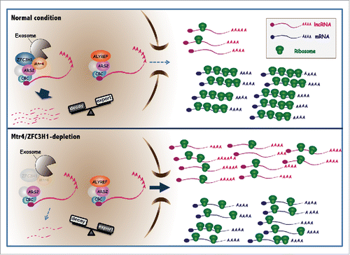 Figure 1. pt- and ua- RNAs are normally rapidly degraded in the nucleus by Mtr4/ZFC3H1. Mtr4/ZFC3H1 may inhibit nuclear export of its substrates by competing with ALYREF for ARS2/CBC association. Loss of the Mtr4/ZFC3H1 results in stabilization of pt- and ua- RNAs and increased ALYREF-ARS2/CBC interaction, and these RNAs accumulate in the cytoplasm, become ribosome-associated, and consequently, overwhelm the translation machinery.