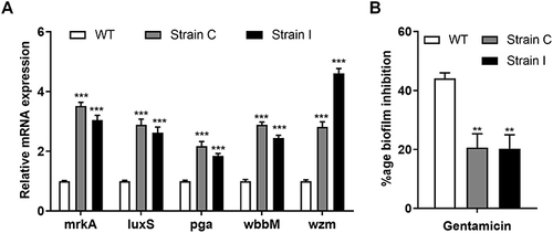 Figure 2 Biofilm-forming ability of drug-resistant K. pneumoniae strains. (A) Expression of biofilm-forming genes mrkA, luxS, pga, wbbM and wzm in WT and RT strains. (B) The inhibition rate of gentamicin on the biofilm formation of WT and RT strains. **P < 0.01, ***P < 0.001 vs WT group.