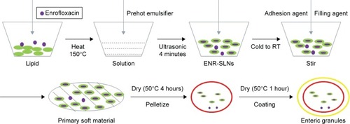 Figure 1 The production process of enrofloxacin enteric granules containing SLNs inner core.Abbreviations: ENR-SLNs, enrofloxacin-loaded SLNs; RT, room temperature; SLNs, solid lipid nanoparticles.