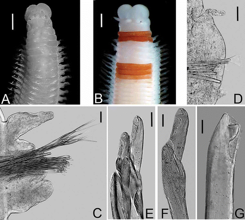 Figure 2. Lysidice caribensis n. sp. A, Anterior end, dorsal view. B. Anterior end, dorsal view, live specimen with a peculiar coloration (reddish chaetigers). C, Chaetiger 3, frontal view. D, Chaetiger 160, frontal view. E, Compound falcigers, chaetiger 3. F, Compound falcigers, chaetiger 158. G, Subacicular hook, chaetiger 30. Scale bars: A, B, 0.5 mm; C, D, 0.05 mm; E–G, 0.01 mm.