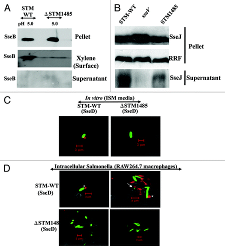 Figure 7. STM1485 is required for the SPI-2 translocon formation. Surface translocation of SPI-2 encoded translocon proteins (SseB and SseD) in the ΔSTM1485 (A). WT and ΔSTM1485 were grown in ISM media at pH 5.0 and then cell pellet, surface and supernatant fractions were isolated as described in Materials and Methods. By immunoblotting, the presence of SseB protein in all three fractions was analyzed. Secretion of SPI-2 effector protein (B). STM-WT, ΔSTM1485 and ΔssaV mutant strains carrying the His-tagged SseJ construct were grown under SPI-2 inducing conditions (F-media, pH 5.0) for overnight and secreted proteins were precipitated from the culture supernatant. We evaluated the cell pellet and supernatant fractions for intracellular and secreted levels of the SseJ-His by immunoblotting. Detection of SseD in vitro and in intracellular bacteria (C and D). WT-GFP and ΔSTM1485-GFP were grown in ISM media at pH 5.0 for overnight. Bacteria were harvested and preceded for immunostaining (C). RAW264.7 cells were infected with WT-GFP and ΔSTM1485-GFP. Twelve hours post-infection cells were fixed and immunostained (D). Samples were analyzed using a confocal laser scanning microscope (LSM Meta, Zeiss). Note the appearance of SseD (red) on the surface of intracellular bacteria (green) (*) and also distant to the bacteria (arrow). Scale bar represent the 2 µm.