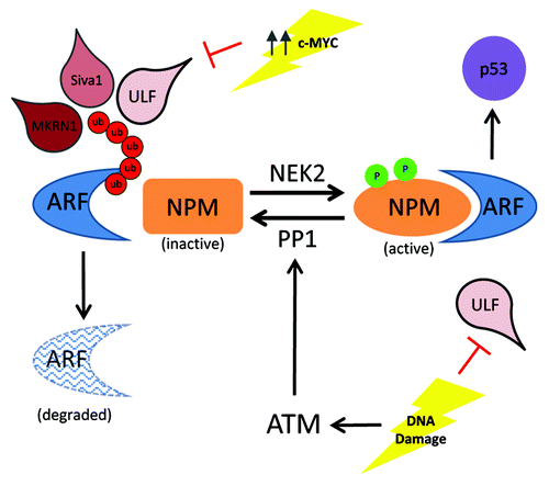 Figure 1. Schematic of ARF protein stability upon oncogenic or genotoxic stress. High levels of c-MYC can prevent ULF-mediated ARF degradation. Upon DNA damage, ATM activates the phosphatase PP1 to dephosphorylate and inactivate NPM, allowing for ARF degradation. Upon ATM depletion, NEK2 can phosphorylate NPM, which increases binding to ARF, allowing subsequent p53 activation to prevent tumorigenesis. Ub, ubiquitination; p, phosphorylation.