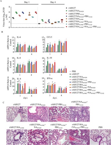 Figure 6. Viral replication and pathological changes in mice infected with the recombinant IBVs. Mice were infected with 107 TCID50 of the recombinant IBVs. Three mice from each group were euthanized at 1 and 4 dpi. (A)The viral titres in mouse lungs were determined by performing TCID50 assays. (B) The mRNA levels of cytokines and chemokines in lung were determined by performing real-time PCR. (C) The histopathological lesions in the lungs, Scale bars, 100 µm. Statistical significance compared with mice infected with the rAH127 virus was determined by a t-test, *indicates p < 0.05, ** indicates p < 0.01.
