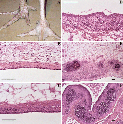 Figure 1.  A swollen turkey foot joint with experimentally induced M. synoviae arthritis is shown in panel A (right view). Detailed examination of the synovial membrane was used to grade arthritic lesions semi-quantitatively as shown in the remaining panels and the table below. Lesion score ≥2 was considered relevant for calculation of mean lesion scores per group and statistical analysis. Bar = 100 µm.