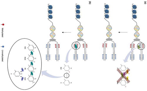 Figure 2. Mechanisms of DNA demethylation. (a) Passive demethylation. This process occurs during replication, wherein one or more limiting factors (i.e., compromised DNMT function, absence of SAM) prevents methylation maintenance and results in the subsequent loss of 5mC residues. (b) Active demethylation. The figure shows TET enzymes (TET1, TET2, or TET3) (teal) catalyzing stepwise oxidation of 5mC, which is first converted into 5-hydoxymethylcytosine (5hmC), further oxidized into 5-formylcytosine (5fC), and finally converted into 5-carbocylcytosine (5caC). 5fC and 5caC intermediates can be recognized and removed by thymine DNA glycosylase (TDG) (violet). They are then replaced with an unmethylated cytosine nucleotide to complete the base excision repair (BER) process (figure from ref).Citation57
