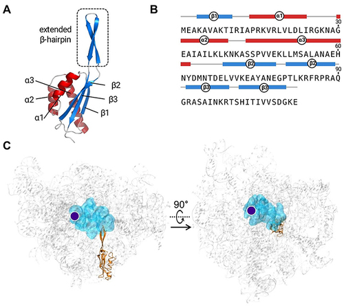 Figure 2 (A) 3D model of S. xylosus L22. The overall structure consists of three α-helices and three β-strands. The encircled box indicates the location of β-hairpin. (B) The amino acid sequence of L22 together with distribution of particular secondary structures. (C) The overall structure of S. xylosus ribosomal subunit. The 23S rRNA is shown in gray, the L22 is shown in orange, the antibiotic-binding site is shown in cyan, and the PTC location is marked as a purple dot.