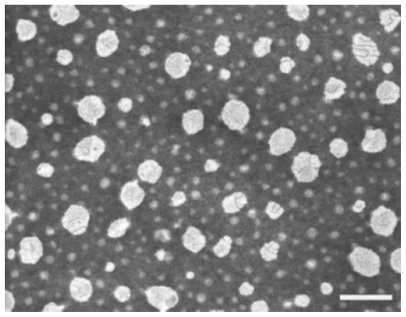 Figure 4 Transmission electron microscope image of MPC-loaded SNEDDS formulation.Note: Scale bar = 200 nm.Abbreviations: MPC, morin-phospholipid complex; MPC-SNEDDS, morinphospholipid complex self-nanoemulsifying drug delivery system.