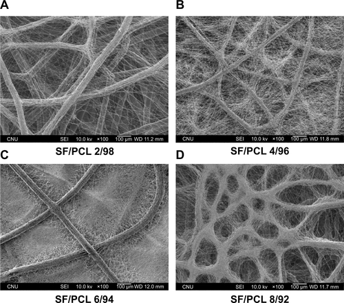 Figure S2 Changes in morphology of water vapor-treated SF/PCL nano/microfibrous composite scaffolds after water immersion for 1 hour.Notes: (A) SF/PCL 2/98, (B) SF/PCL 4/96, (C) SF/PCL 6/94, and (D) SF/PCL 8/92.Abbreviations: PCL, poly(ε-caprolactone); SF, silk fibroin.