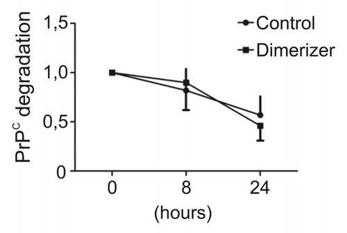 Figure 2. Enforced dimerization does not increase the stability of PrPC dimers. Fv-PrPC expressing cells were treated with vehicle (control) or the dimerizer for 20 h. Cells were subsequently treated with cycloheximide (0h) and total cellular Fv-PrPC levels were estimated by densitometric analyses over time. Levels of Fv-PrPC at 8 and 24 h post-treatment were normalized to 0h. Dimerization did not significantly change the degradation rate of Fv-PrPC. For experimental details, see Béland et al.Citation15