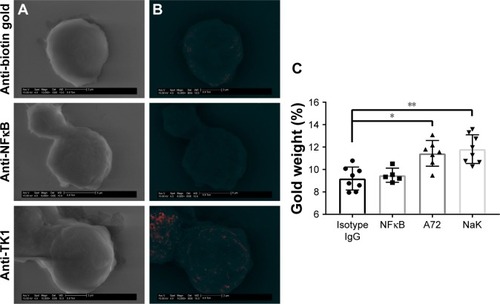 Figure 5 SEM of Raji cells.