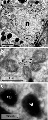 Figure 9. Electron micrographs of the VIth-cell type of the endocrine pancreas of the splenic lobe of Lissemys turtles showing (a) a very small, pyramidal in shape, with a large euchromatic indented nucleus (n), mitochondrial region (mt) and scanty secretory granules (sg), aggregated in small groups. (b) Several round/oval mitochondria with conspicuous cristae are seen. (c) Showing oval secretory granules (sg) with wide electron-dense core and narrow peripheral halo. Scale bars: a, 2 μm. b, 1 μm. c, 0.25 μm.
