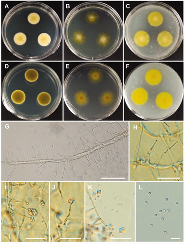 Figure 7. Morphology of Acremonium guillematii CNUFC YJW2-22. (A,D) Colonies on potato dextrose agar. (B,E) Colonies on malt extract agar. (C,F) Colonies on oatmeal agar. (A–C) obverse view, (D–F) reverse view. (G,H) Branched conidiophores. (I,J) Conidiophores and clustered conidia in slimy heads. (K) Octahedral crystals in culture. (L) Conidia. Scale bars: G-K = 20 µm, L = 10 µm.