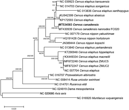 Figure 1. Neighbor joining (bootstrap repeat is 10,000) and maximum likelihood (bootstrap repeat is 1,000) phylogenetic trees of 30 complete mitochondrial genomes: Cervus canadensis (MT534583) used in this study, Cervus canadensis nannodes (MT430939), Cervus elaphus alxaicus (KU942399), Cervus elaphus (NC_007704 and KP172593), Cervus elaphus kansuensis (NC_039923), Cervus elaphus songaricus (NC_014703), Cervus elaphus yarkandensis (NC_013840), Cervus elaphus hippelaphus (KT290948), Cervus elaphus macneilli (KX449334), Cervus elaphus (MF872248 and MF872247), Cervus nippon yakushimae (NC_007179), Cervus nippon hortulorum (NC_013834), Cervus nippon hortulorum (HQ191428), Cervus nippon hortulorum (KR868807), Cervus nippon kopschi (JN389444), Dama mesopotamica (NC_024819), Przewalskium albirostris (NC_016707), Rucervus eldi (NC_014701), Rusa unicolor swinhoei (NC_008414), Axis axis (NC_020680), and Muntiacus vuquangensis (NC_016920) as an outgroup. Phylogenetic tree was drawn based on maximum likelihood tree. The numbers above branches indicate bootstrap support values of maximum likelihood and neighbor joining phylogenetic trees, respectively.