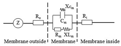 Figure 1. Simplified equivalent circuit of cells. Z = impedance, Cm = capacitance of membrane, Rm = resistance of membrane, Xcm = capacitive reactance of membrane, XLm = inductive reactance of membrane, Ro = resistance outside membrane, Ri = resistance inside membrane