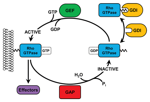 Figure 1. Regulation of Rho GTPase activity by GEFs, GAPs, and GDIs. At the membrane, inactive, GDP-bound Rho GTPases can be activated by GEFs, which catalyze the exchange of GDP for GTP. Once GTP-bound, Rho GTPases can bind to a variety of downstream effectors and elicit diverse responses. GAPs catalyze the GTPase-dependent hydrolysis of GTP back into GDP, thus inactivating Rho proteins. In the cytosol, Rho GTPases are bound by GDIs which prevent nucleotide exchange and bury the prenylated C-terminus, thus preventing degradation.