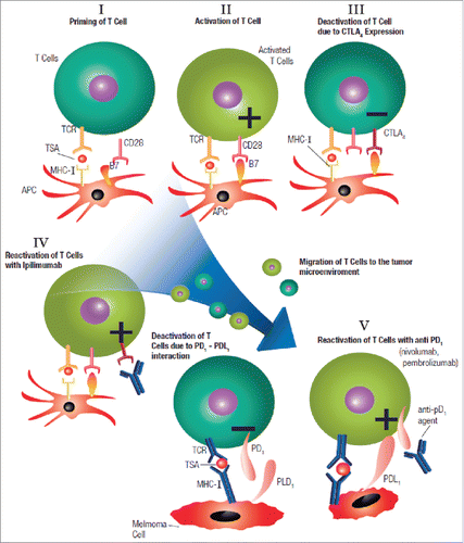 Figure 3. T cell activation and the mechanism of actions of both PD1 and CTLA4 inhibitors; PD1: programmed death 1 receptor, CTLA4: cytotoxic lymphocyte antigen-4, MHC: major histocompatibility complex, TCR: T cell receptor, TSA: tumor specific antigen, APS: antigen presenting cell, PDL1: programmed death ligand-1.