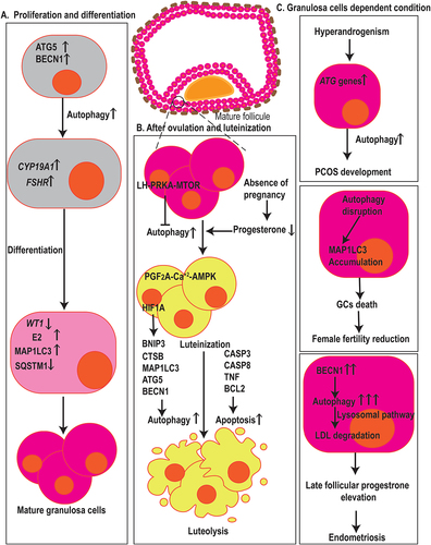Figure 5. Autophagy in fertilization, menstruation, and infertility. (a) Autophagy has arole in GCs proliferation, differentiation, and death. ATG5 and BECN1 affect the expression of CYP19A1 and FSHR, two genes associated with GCs differentiation, E2 synthesis, and degradation of the WT1 transcription factor, hence contributing to the differentiation of ovarian GCs. Also, elevated levels of MAP1LC3 and decrement in the expression of SQSTM1 resulted in GCs cell differentiation and proliferation. (b) Dropped levels of P4 in the absence of pregnancy result in the induction of autophagy in the corpus luteum during luteal regression. The initiation of autophagy during luteolysis is mediated through the PGF2A-Ca2+-PRKA signaling pathway, whereas LH-PRKA-MTOR luteotrophic signaling exerts inhibiting effects on autophagy. Also, HIF1A regulates GCs through autophagy activation, affecting MAP1LC3 and BECN1, in aBNIP3-dependent manner. Autophagy and apoptosisrelated markers such as MAP1LC3, ATG5, CTSB, CASP3, CASP8, TNF, and BCL2 contribute GCs death. (c) in ovarian GCs, ATGsand autophagy markers increase which is positively correlated with hyperandrogenism indicating that autophagy mechanisms are involved in PCOS development. Autophagy-disrupted MAP1LC3 accumulation leads to the death of oocyte-supporting GCs causing areduction in oocyte quality and female fertility. In GCs, higher levels of autophagy, indicated by BECN1, contribut to late follicular P4 elevation by the promotion of LDL degradation via lysosomal pathways which ultimately leads to the aggravation of endometriosis.