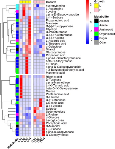 Figure 3. Heatmap of the differential metabolites profile in light (L) and dark-grown (D) cotyledons of A. membranaceus.