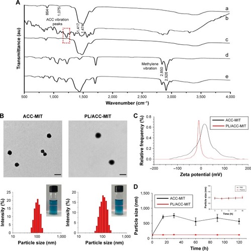 Figure 1 (A) FTIR spectra of ACC (a), MIT (b), ACC-MIT (c), PL (d), and PL/ACC-MIT (e). (B) Representative TEM (upper) and size distribution (lower) of ACC-MIT and PL/ACC-MIT nanoparticles. Scale bar: 100 nm. Inset images demonstrated Tyndall effect of nanoparticles. (C) Zeta potential of ACC-MIT and PL/ACC-MIT. (D) Stability of ACC-MIT and PL/ACC-MIT nanoparticles in different media. Main figure shows the size change of ACC-MIT and PL/ACC-MIT nanoparticles incubated with 20% mouse plasma for 2 hours. Inset image shows the storage stability of PL/ACC-MIT in PBS and plasma, respectively. Results were expressed as mean ± SD (n=3).Abbreviations: ACC, amorphous calcium carbonate; FTIR, Fourier-transform infrared spectroscopy; MIT, mitoxantrone; PL, phospholipid; TEM, transmission electron microscopy.