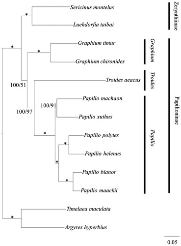 Figure 1. Inferred phylogenetic relationships among Papilionidae based on the complete mitochondrial genome using Bayesian inference (BI) and maximum-likelihood (ML) analysis. Branch lengths and topologies came from the Bayesian analyses. Numbers in each branch indicate Bayesian posterior probabilities (BPP)/maximum-likelihood (ML) bootstrap values. *Indicates posterior probabilities = 100 and ML bootstrap = 100. GenBank accession numbers for the published sequences are NC018040.1 (Papilio bianor), NC021411.1 (Papilio maackii), NC018047.1 (Papilio machaon), KU356933 (Papilio xuthus), NC024742.1 (Papilio polytes), NC026910.1 (Graphium chironides), NC024098.1 (Graphium timur), EU625344.1 (Troides aeacus), HQ259122.1 (Sericinus montela), NC023938.1 (Luehdorfia taibai), NC025757.1 (Papilio helenus), NC021090.1 (Timelaea maculate), NC015988.1 (Argynnis hyperbius).