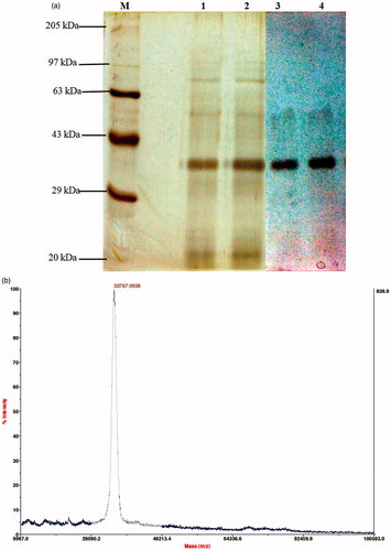 Figure 2. Determination of homogeneity, molecular mass and fibrinolytic activity of xylarinase. (a) SDS-PAGE analysis of purified xylarinase. Xylarinase resolved from MPLC, Sephacryl S-300 column was electrophoresed on 10% SDS gel. The gels were stained using silver staining method. (b) Determination of molecular weight by MALDI-TOF method.