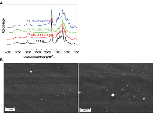 Figure 1 FT-IR spectra and SEM micrographs of the synthesized NPs. (A) Regarding neat PPSu, a strong band at 1735 cm−1 corresponding to its carbonyl ester groups C=O and a broad band at 3433–3439 cm−1 assigned to –OH groups are observed. Additional characteristic peaks are recorded at 1454–1474 cm−1 (–CH–) and 1163–1167 cm−1 (C–O–C stretching). The FA- PEG-PPSu spectrum shows a strong band at 1726 cm−1, assigned to the carbonyl groups of polyester and a broad band at 3400–3500 cm−1 corresponding to the hydroxyl groups of PEG conjugated to the polymer. Several small peaks at 1608, 1686 and at 606 cm−1 indicate the successful conjugation of modified FA into PPSu-PEG, given that these three peaks exist only in FA.Citation33 Similar peaks for the results are shown for PPSu-PEG-Rho copolymers. Rhodamine B has a characteristic peak at 2967 cm−1, due to the methylene groups of its aromatic rings, which is also recorded in conjugated copolymer, as well as a small peak at 1623 cm−1 (C=N stretching), indicating the successful conjugation of Rhodamine on PPSu-PEG copolymer. (B) SEM micrographs of FA-PPSu-PEG (left) and FA-PPSu-PEG encapsulated with Paclitaxel (right).