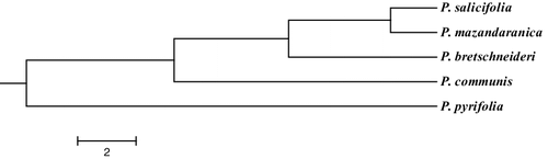 Figure 3. Dendrogram of five Pyrus species according to Nei's genetic identity depicted by Mega 6 software.