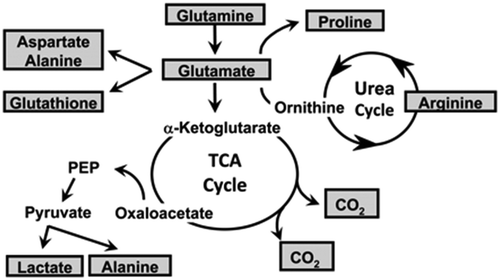 Figure 2. Metabolic cycle of dietary glutamate in the intestine[Citation16].