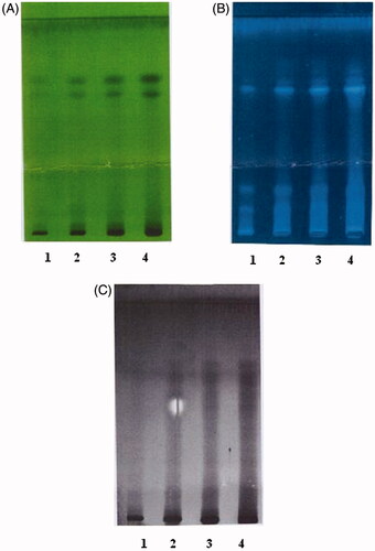 Figure 1. TLC profile of Aerva pseudotomentosa aqueous extract.