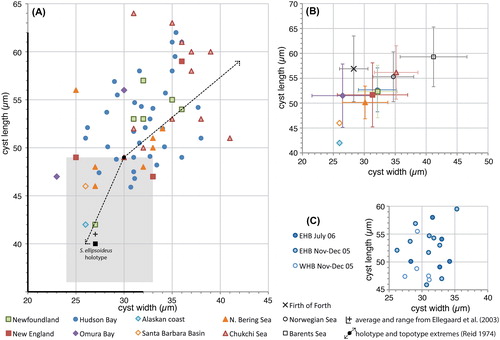 Figure 1. Scatter diagram showing cyst width against cyst length for measured elongate Spiniferites cysts. A, Data for all individual measurements from surface sediments. Also shown are the cyst width and length of the holotype of Spiniferites elongatus (black dot) and the topotype extremes (dashed arrow) (Reid Citation1974), and the average (black Greek cross) and range (black thickened axes) of the cysts measured by Ellegaard et al. (Citation2003), as well as the cyst width and length of the holotype of Spiniferites ellipsoideus (black square) and its type assemblage (grey shaded area) (Matsuoka Citation1983). B, Average values for each regional surface sediment assemblage, with the standard deviation indicated. Also shown are the values from Harland and Sharp (Citation1986) for specimens recovered from the Firth of Forth (UK), and the Norwegian and Barents seas. C, Individual measurements for the specimens recovered from sediment traps in eastern (EHB) and western (WHB) Hudson Bay.