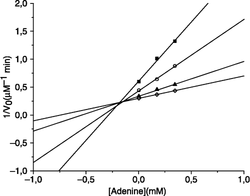 Figure 1 Dixon plot 1/V0 vs [adenine] for the ADA reaction with adenosine (25°C, phosphate buffer 0.05 mM, pH 7.5) in the presence of adenine (0, 0.17, 0.34 mM) (▪) [adenosine] = 0.0199 mM; (○) [adenosine] = 0.033 mM; (▴) [adenosine] = 0.066 mM; (◊) [adenosine] = 0.099 mM.
