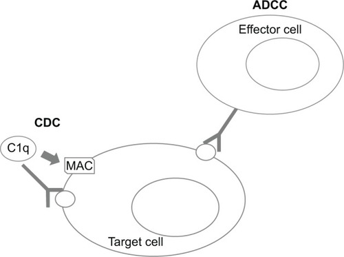 Figure 3 Mechanism of antibody-dependent cellular cytotoxicity (ADCC) and complement-dependent cytotoxicity (CDC).Abbreviaiton: MAC, membrane attack complex.