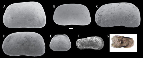 Figure 2. Ostracod assemblage from San Nicandro Fm. (a) Caspiocypris amiterni; (b) Caspiocypris bosii; (c) Caspiocypris nicandroi; (d) Caspiocypris vestinae; (e) Cypria bikeratia; (f) Amnicythere ex gr. stanchevae; (g) Paralimnocythere cf. dictyonalis (CitationSpadi et al., 2016). White bar corresponds to 0.1 mm.