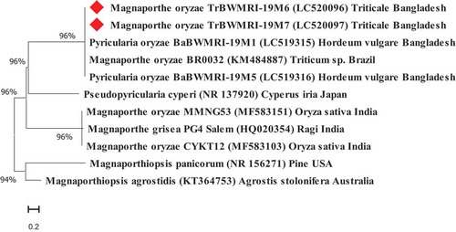 Fig. 5 Phylogenetic tree of Magnaporthe oryzae from triticale plants in Bangladesh and related species based on a neighbour joining likelihood analysis of a combined internal transcribed spacer (ITS) dataset. The ITS sequence data for the other nine isolates were retrieved from the NCBI GenBank database. Numbers beside each branch represent bootstrap values obtained after a bootstrap test with 1,000 replications. The bar indicates the number of nucleotide substitutions. The two triticale blast isolates are indicted by the red diamond shape. This analysis was performed with MEGA X software