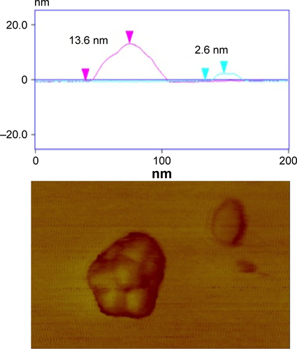 Figure S3 AFM image of SbL8 in water applied onto cleaved mica and analysis.Notes: The dimensions of the nanoparticles, shown in the top image, support the formation of bicelles rather than micelles and the aggregation of them. Magnification in the bottom image: scan size 200×130 nm.Abbreviations: AFM, atomic force microscopy; SbL8, 1:3 Sb–N-octanoyl-N-methylglucamide complex.