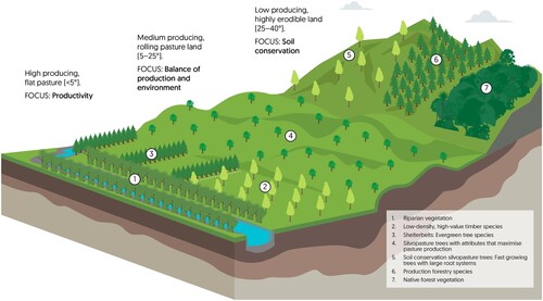 Figure 5. Schematic diagram illustrates how silvopastoral design could vary spatially within a farm and how the design relates to desired outcomes. A typical farm will be more spatially diverse than this diagram indicates, and this figure is purely a representation of how there is a relationship between silvopasture outcome, topography and tree attribute/vegetation type on the farm.