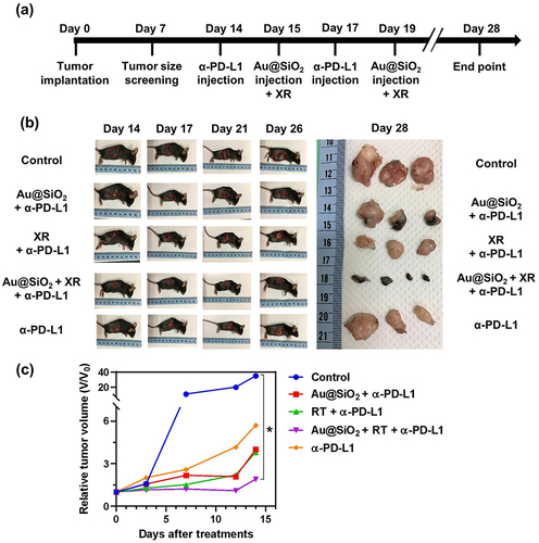 Figure 6 In vivo therapeutic efficacy of different treatments was evaluated using mice bearing subcutaneous GL261 tumors.