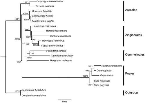 Figure 1. Molecular phylogeny of Commelinids based on the complete chloroplast genomes of 20 species, with Dendrobium bellatulum and Dendrobium candidum as the outgroup. Relative branch lengths are indicated below the phylogenetic tree. Numbers above each branch indicates the bootstrap values obtained from ML analysis (before the slash) and the posterior probabilities obtained from BI analysis (after the slash).