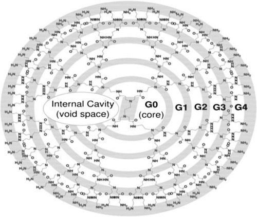 Figure 1 Schematic representation of a PAMAM dendrimer with an amine surface. Each successive amide layer branching outward from the core is represented by a new generation (ie, G1, G2, G3, etc.). The internal space of the dendrimer is void and permits encapsulation of cargo.Notes: Reproduced from Abbasi E, Aval SF, Akbarzadeh A, et al. Dendrimers: synthesis, applications, and properties. Nanoscale Research Letters, 2014;9(1):247.Citation29