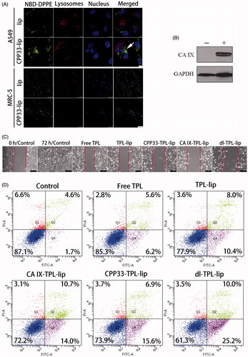 Figure 2. (A) Cellular uptake of NBD-DPPE-labeled lip and CPP33- lip by A549 cells (scale bars, 10 μm) and normal lung fibroblast MRC-5 cells (scale bars, 50 μm) by CLSM; (B) Detection of CA IX expression in A549 cells after hypoxic (+) and normoxic (−) treatment for 20 h; GAPDH was used as the loading control; (C) Wound healing study (scratch assay) on CA IX-positive A549 cells observed with microscope (scale bar is 250 μm); (BD) Apoptosis assay on CA IX-positive A549 cells by flow cytometry after treatment with Free TPL, TPL-lip, CPP33-TPL-lip, CA IX-TPL-lip and dl-TPL-lip (TPL concentration 100 μM).