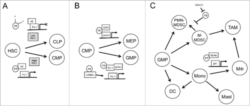 Figure 1. RB is a critical regulator of haematopoietic differentiation and immune cell development. Haematopoietic lineage fate is determined by the activity of a handful of transcription factors including PU.1, GATA-1, SP1, and the C/EBP family. RB influences the transcriptional activity of all of these factors through various interactions. Beginning at the earliest stages of haematopoietic development, (A) RB hypophosphorylation allows RB to competitively bind Id2, allowing for increased transcription of PU.1 target genes that favor myeloid differentiation over lymphoid differentiation. RB plays an important role in determining common myeloid progenitor (CMP) fate as well. (B) While RB and E2F2 promote GATA1-mediated transcription, RB also cooperates with PU.1 to repress the GATA1 program and further enhances PU.1 driven gene expression by enhancing PU.1-promoting C/EBP family members. In myeloid lineage cells, (C) RB contributes to myeloid cell differentiation and activation by binding MDM2, enhancing the transcriptional availability of Sp1. Meanwhile, epigenetic silencing of RB by HDAC2 skews myeloid derived suppressor cell populations toward PMN-MDSCs, which are predominantly expressed in cancer.